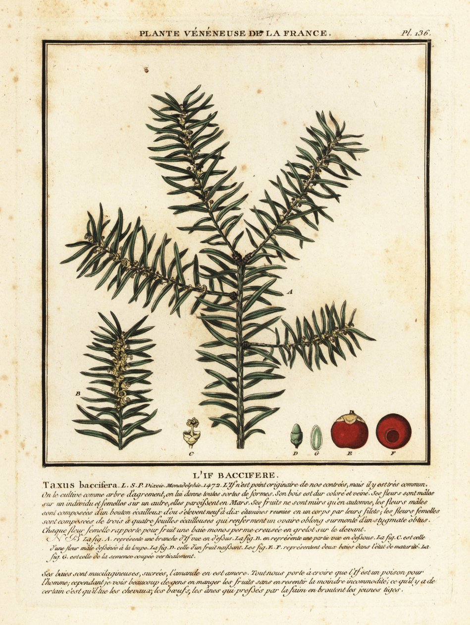 الطقسوس الشائع أو الطقسوس الإنجليزي ، Taxus baccata. بواسطة فنان غير معروف
