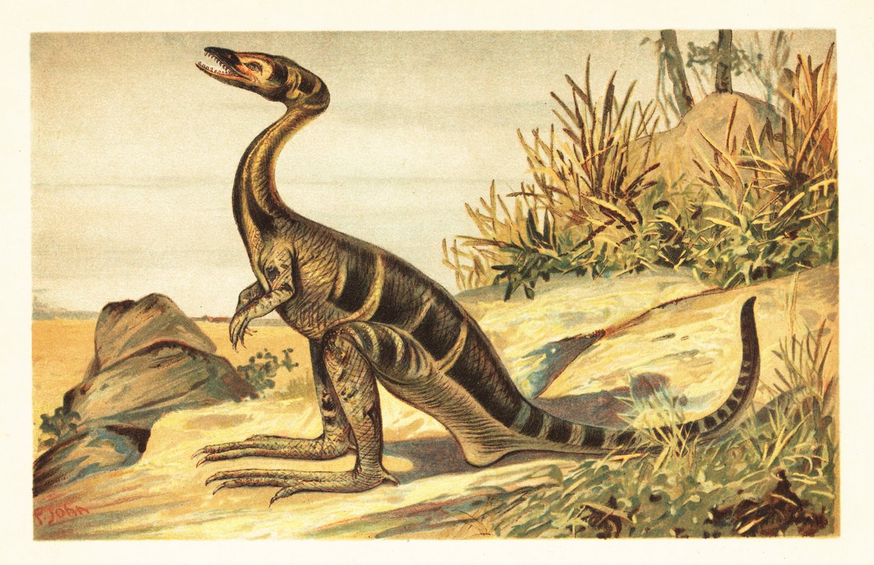 طويل القامة Compsognathus ، ثيروبود صغير منقرض ، لاحم. 1908 (طباعة حجرية) بواسطة فنان غير معروف