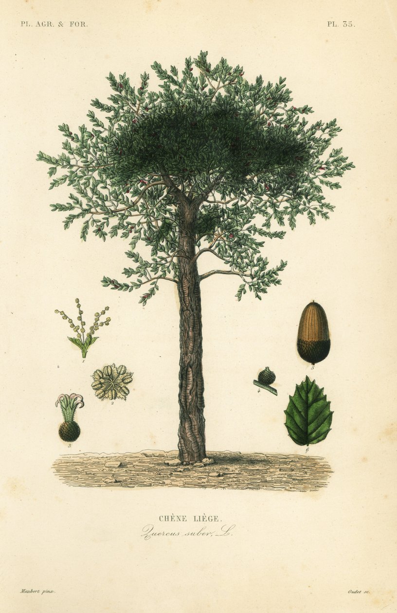 شجرة البلوط الفلين ، Quercus suber ، chene liege بواسطة غير معروف