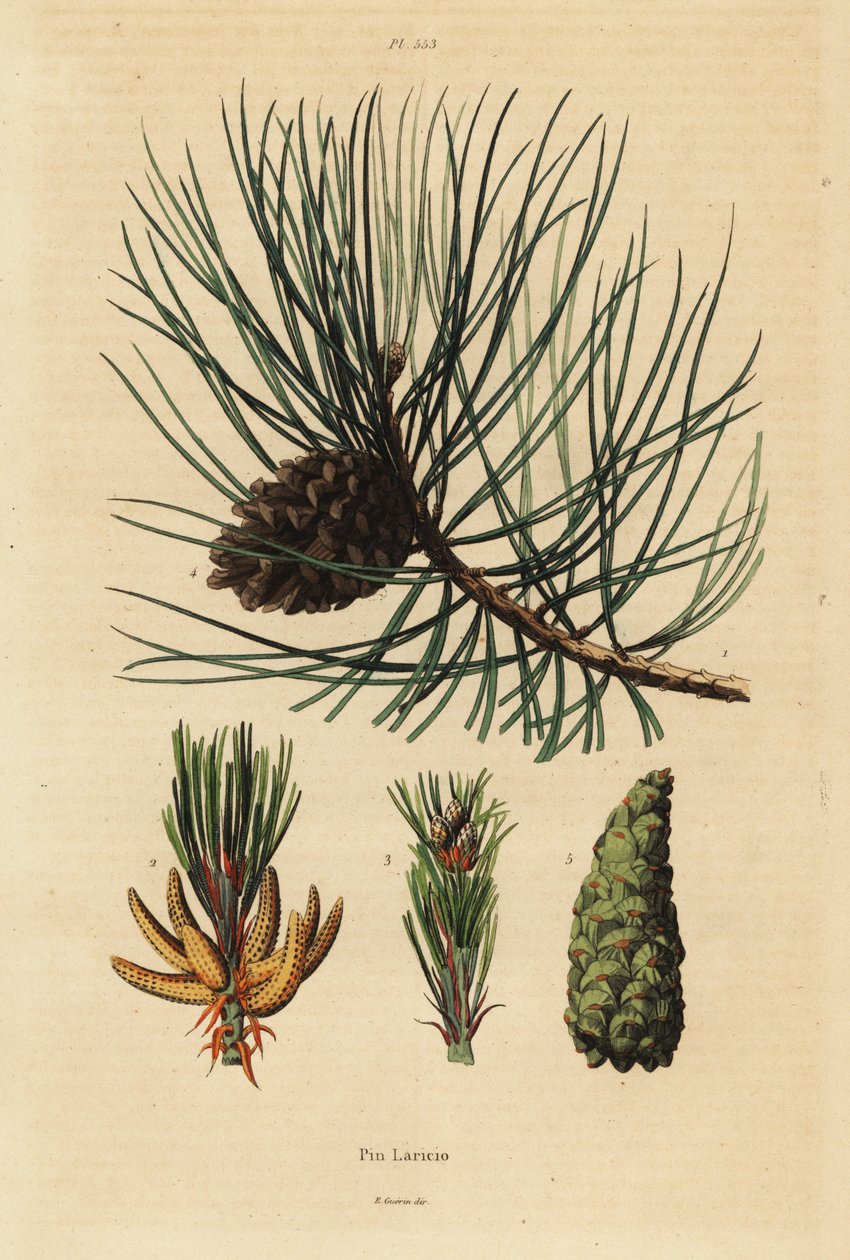 شجرة الصنوبر الكورسيكي ، Pinus nigra subsp بواسطة غير معروف
