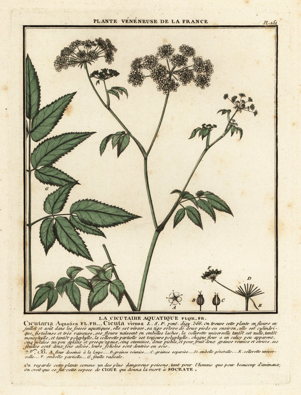 Cowbane ، Hemlock virosa. بواسطة فنان غير معروف