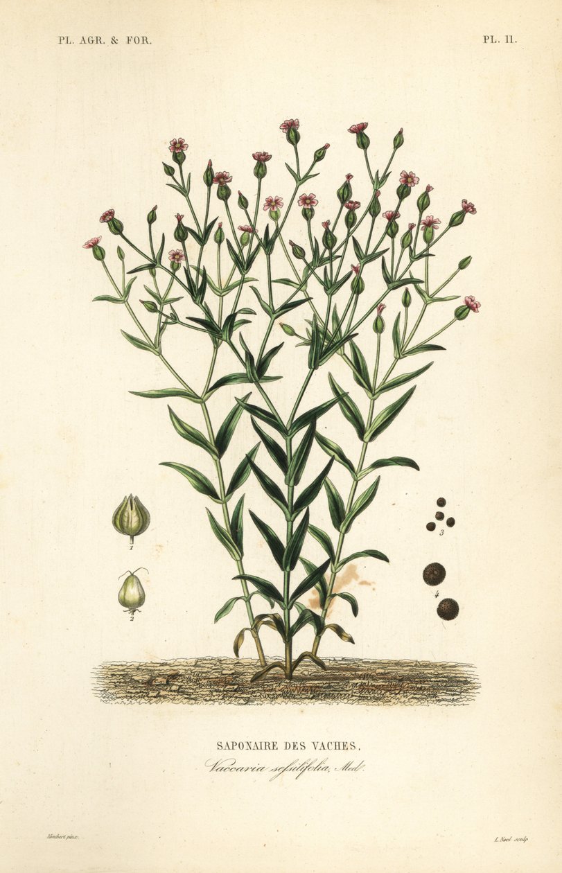 Cowherb، Vaccaria hispanica، Vaccaria sessilifolia، Saponaire des Vaches بواسطة غير معروف