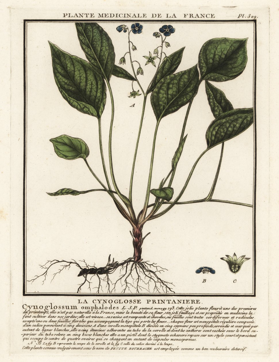 نبات السرة الزاحف ، Omphalodes verna. بواسطة فنان غير معروف