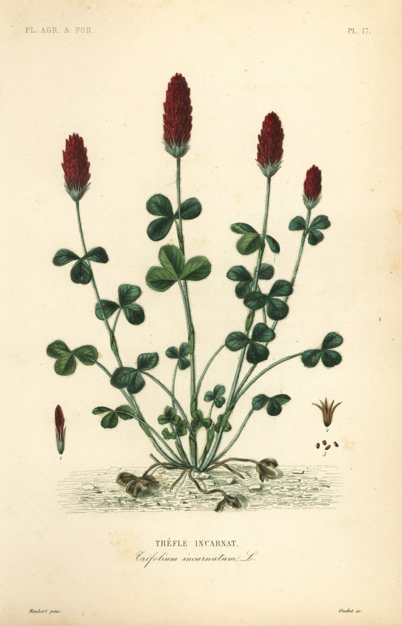 البرسيم القرمزي أو البرسيم الإيطالي ، Trifolium incarnatum ، Trefle incarnat بواسطة غير معروف