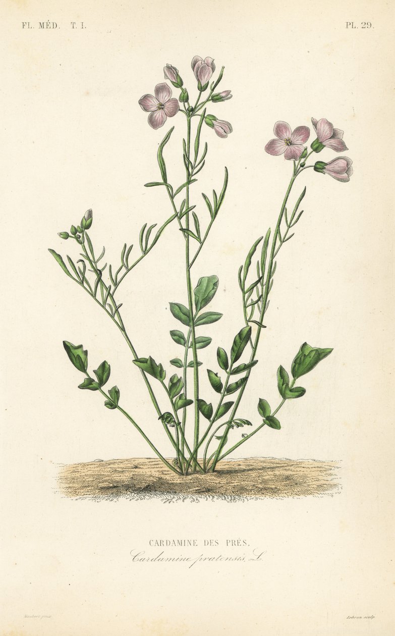 Cuckooflower ، Cardamine pratensis ، Cardamine des pres بواسطة غير معروف