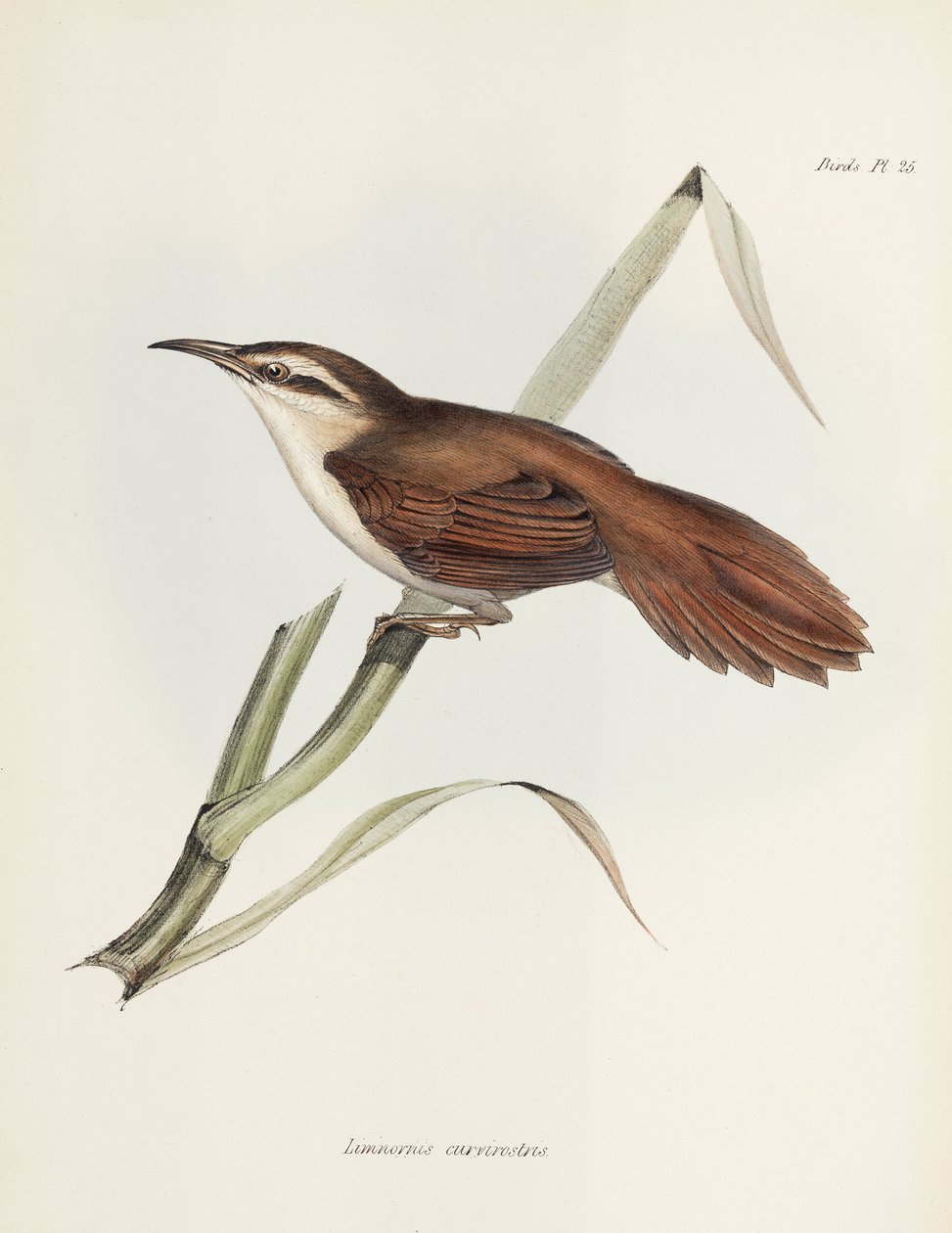 reedhaunter ذات المنقار المنحني ، الأرجنتين ، عام 1832-1836 بواسطة فنان غير معروف