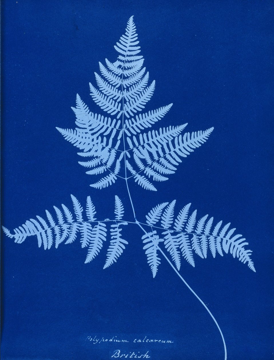 سيانوتايب من Polypodium calcareum بواسطة غير معروف