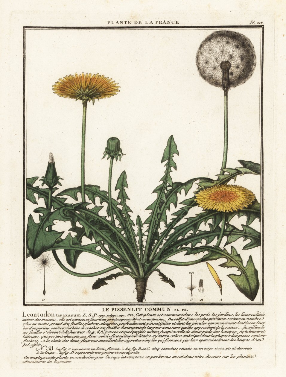 الهندباء ، Taraxacum campylodes. بواسطة فنان غير معروف