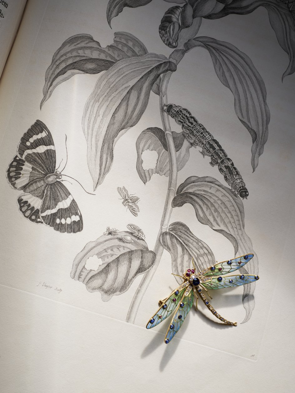 مجوهرات ديبورا ديفونشاير للعلة والحشرات على قمة "Metamorphosis Insectorum" بقلم ماريا سيبيلا ميريان بواسطة حشيشة الملاك (Attr. To) Kauffmann