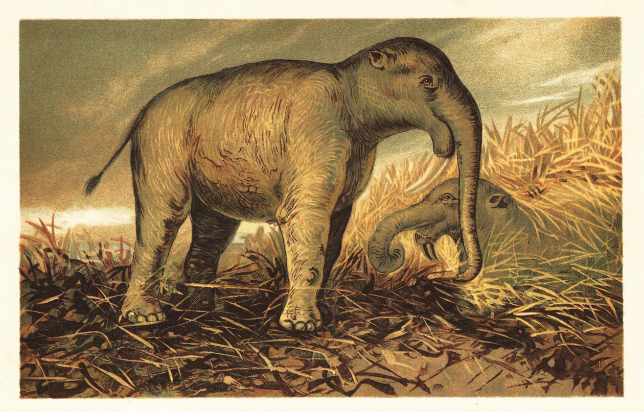 Deinotherium giganteum ، نسبي كبير لما قبل التاريخ في العصر الحديث 1908 (الطباعة الحجرية) بواسطة فنان غير معروف