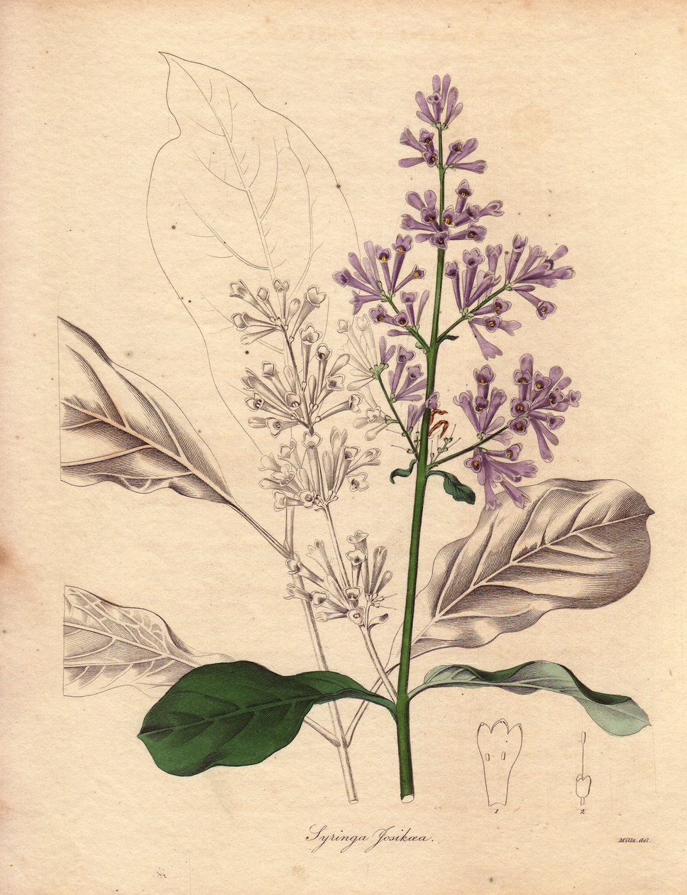 وصف الليلك المجري (Syringa josikaea)، موطنه الأصلي أوروبا الوسطى والشرقية. رسم توضيحي للآنسة آر ميلز (نشطة في 1836-1842)، في سلسلة عالم النبات لبنجامين ماوند في خمسة مجلدات، نُشرت بين عامي 1836 و1842. هذا العمل مشهور بواسطة فنان غير معروف