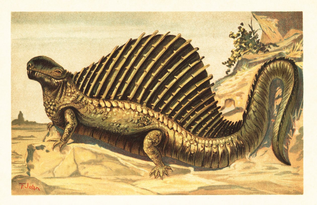 Dimetrodon limbatus مع شراع العمود الفقري العصبي المميز عليه 1908 (الطباعة الحجرية) بواسطة فنان غير معروف