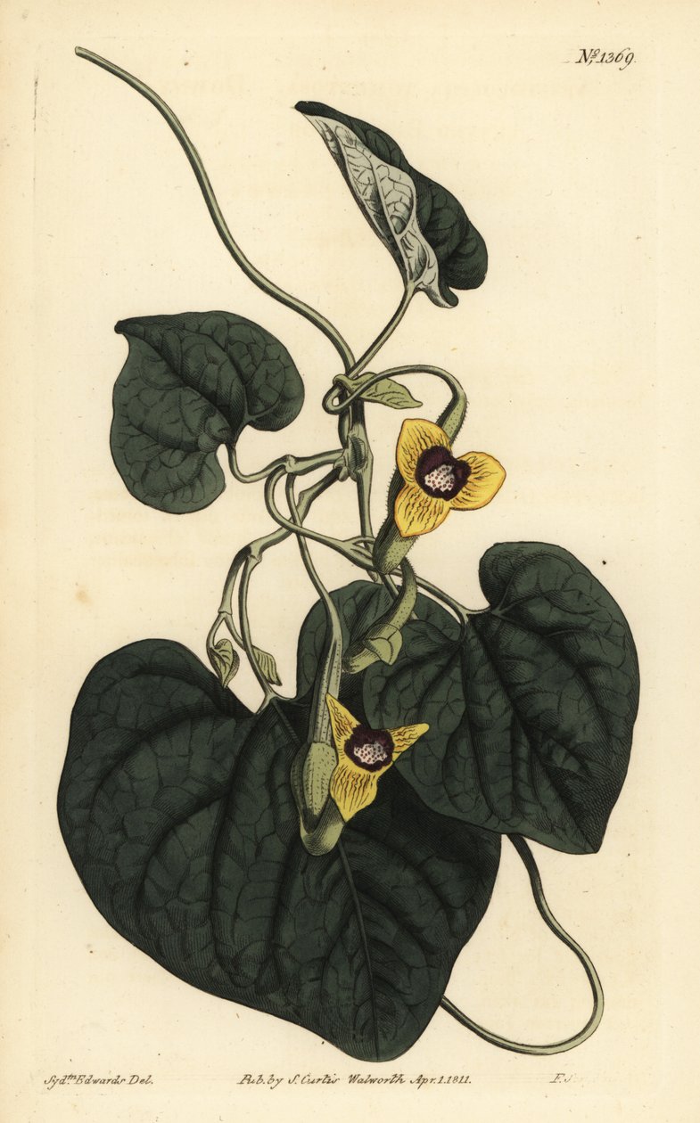 نبتة ناعمة الأوراق ، Aristolochia tomentosa بواسطة غير معروف