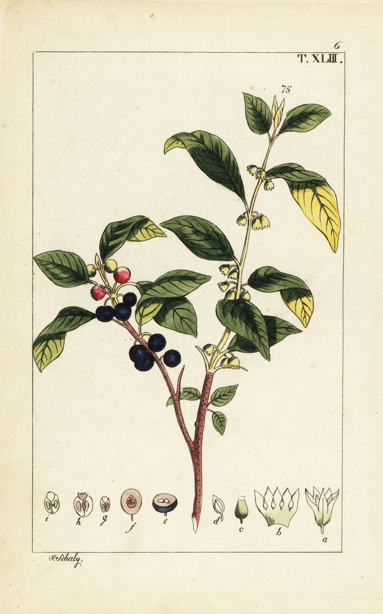 النبق داير ، Flueggea tinctoria. بواسطة فنان غير معروف