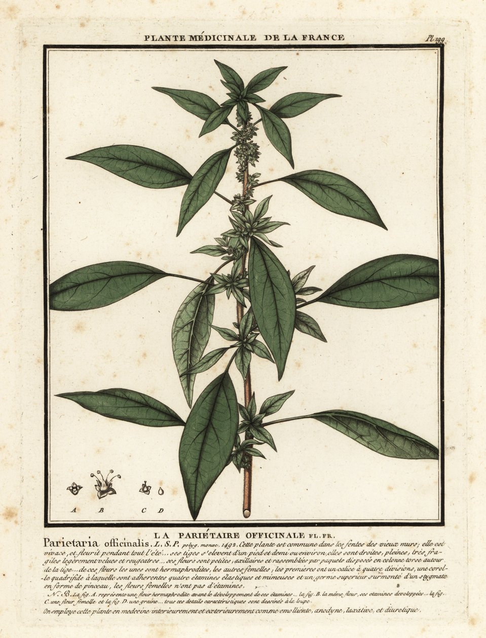 شرق pellitory-of-the-wall ، Parietaria officinalis. بواسطة فنان غير معروف