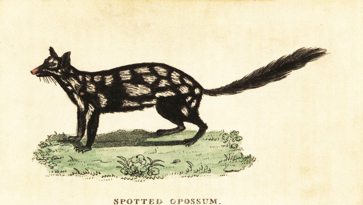 الكول الشرقي ، الراكون Dasyurus. ، 1800 (نقش) بواسطة فنان غير معروف
