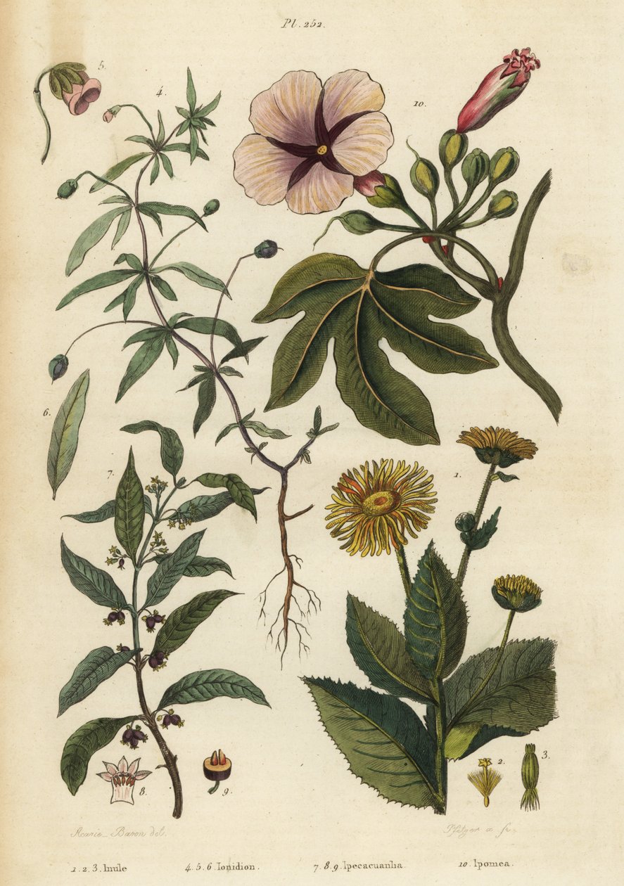 Elecampane ، Inula helenium 1-3 ، البنفسجي الأخضر ، Hybanthus الأنواع Ionidium polygalifolium 4-6 ، ipecacuanha ، Carapichea ipecacuanha 7-9 ، ومجد الصباح ، Ipomoea insignis 10 بواسطة غير معروف