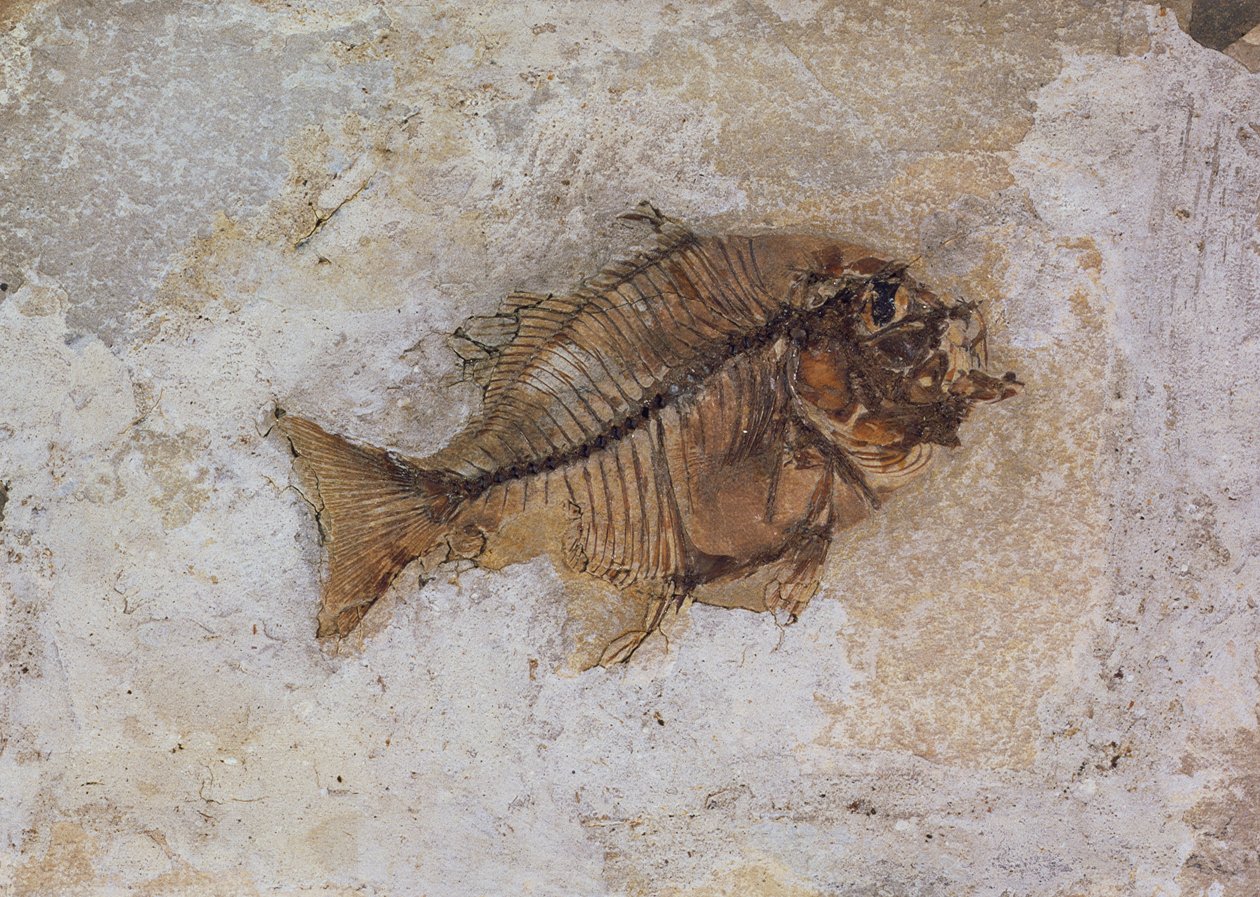 العثور على Ephippus oblongus (أحفورة الأسماك) في مونتي بولكا ، بالقرب من فيرونا ، إيطاليا ، فترة الإيوسين (أحفوري) بواسطة غير معروف