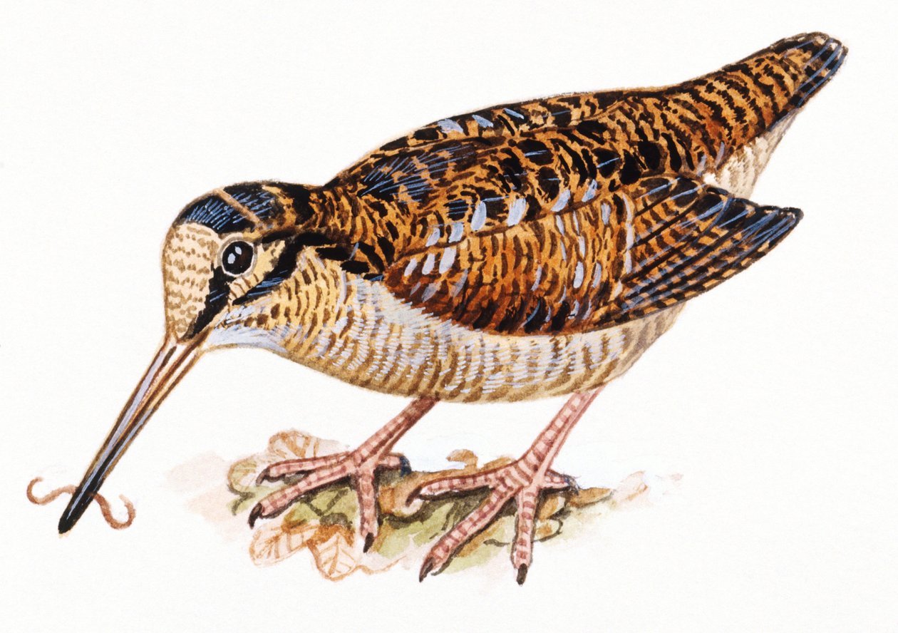 أوراسيا وودكوك ، Scopolax rusticola بواسطة غير معروف