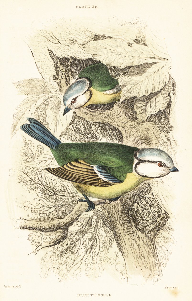 الحلمة الزرقاء الأوراسية ، Cyanistes caeruleus ، 1889 (نقش) بواسطة فنان غير معروف