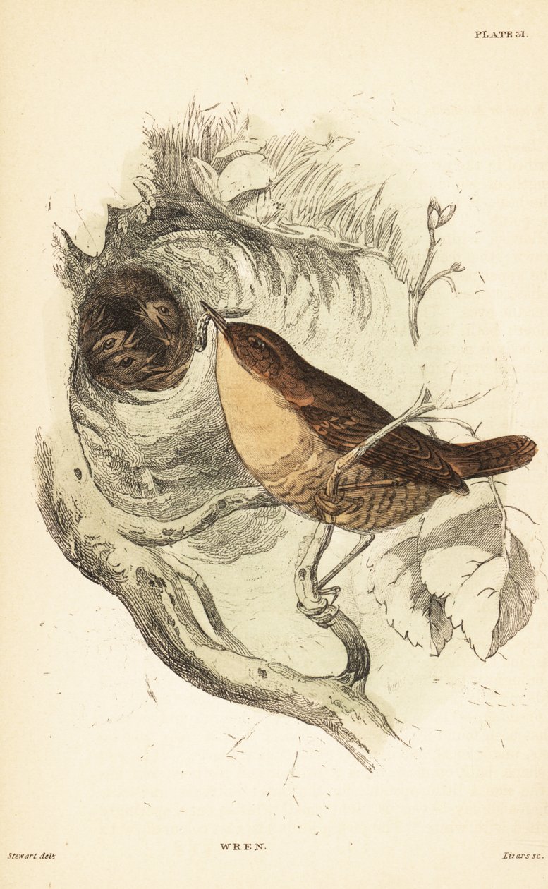 النمنمة الأوراسي ، Troglodytes troglodytes 1889 (النقش) بواسطة فنان غير معروف