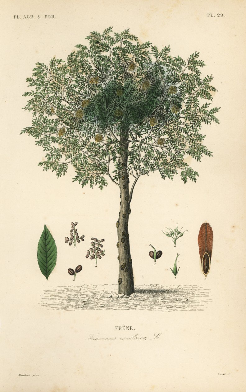 شجرة الرماد الأوروبية ، Fraxinus excelsior ، Frene بواسطة غير معروف