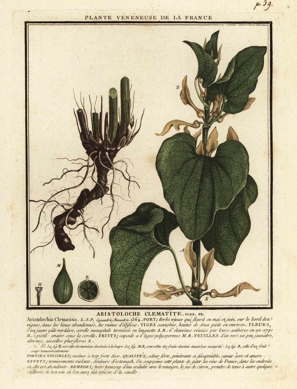 قشور الولادة الأوروبية ، التهاب البرغوث Aristochia clematitis. بواسطة فنان غير معروف