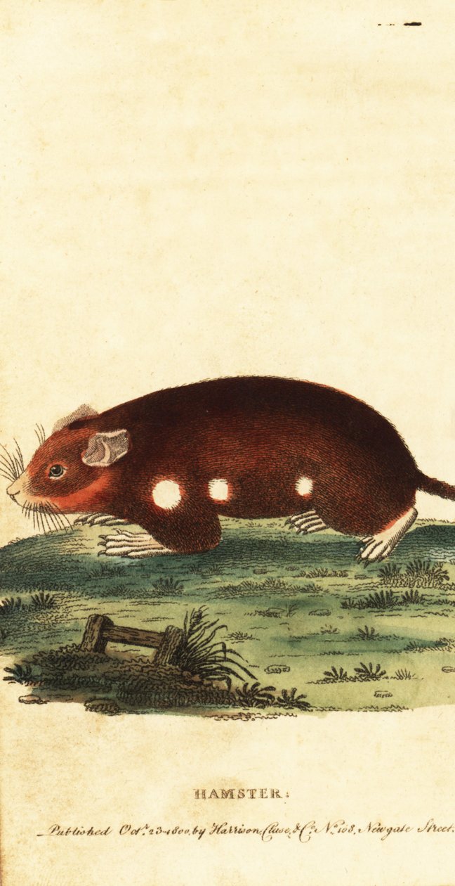 الهامستر الأوروبي ، Cricetus cricetus. مهددة بالانقراض. ، 1800 (نقش) بواسطة فنان غير معروف