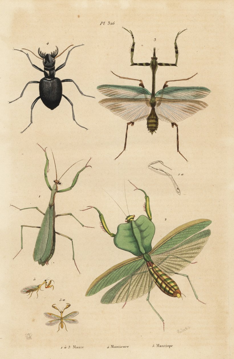السرعوف الأوروبي ، السرعوف الديني 1 ، السرعوف الورقي ، Choeradodis rhomboidea 2 ، خنفساء النمر ، Manticora latipennis 3 ، Mantidfly ، Mantispa Styriaca 4 بواسطة غير معروف