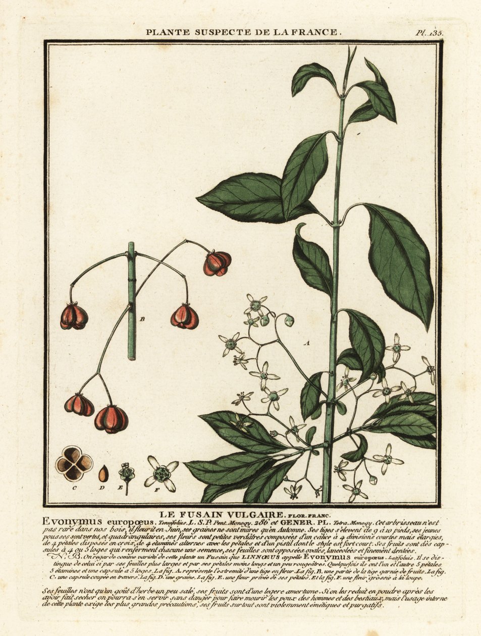 المغزل الأوروبي Euonymus europaeus. بواسطة فنان غير معروف