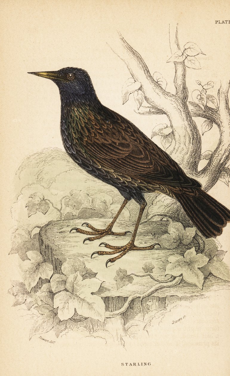 الزرزور الأوروبي ، Sturnus vulgaris ، 1889 (نقش) بواسطة فنان غير معروف