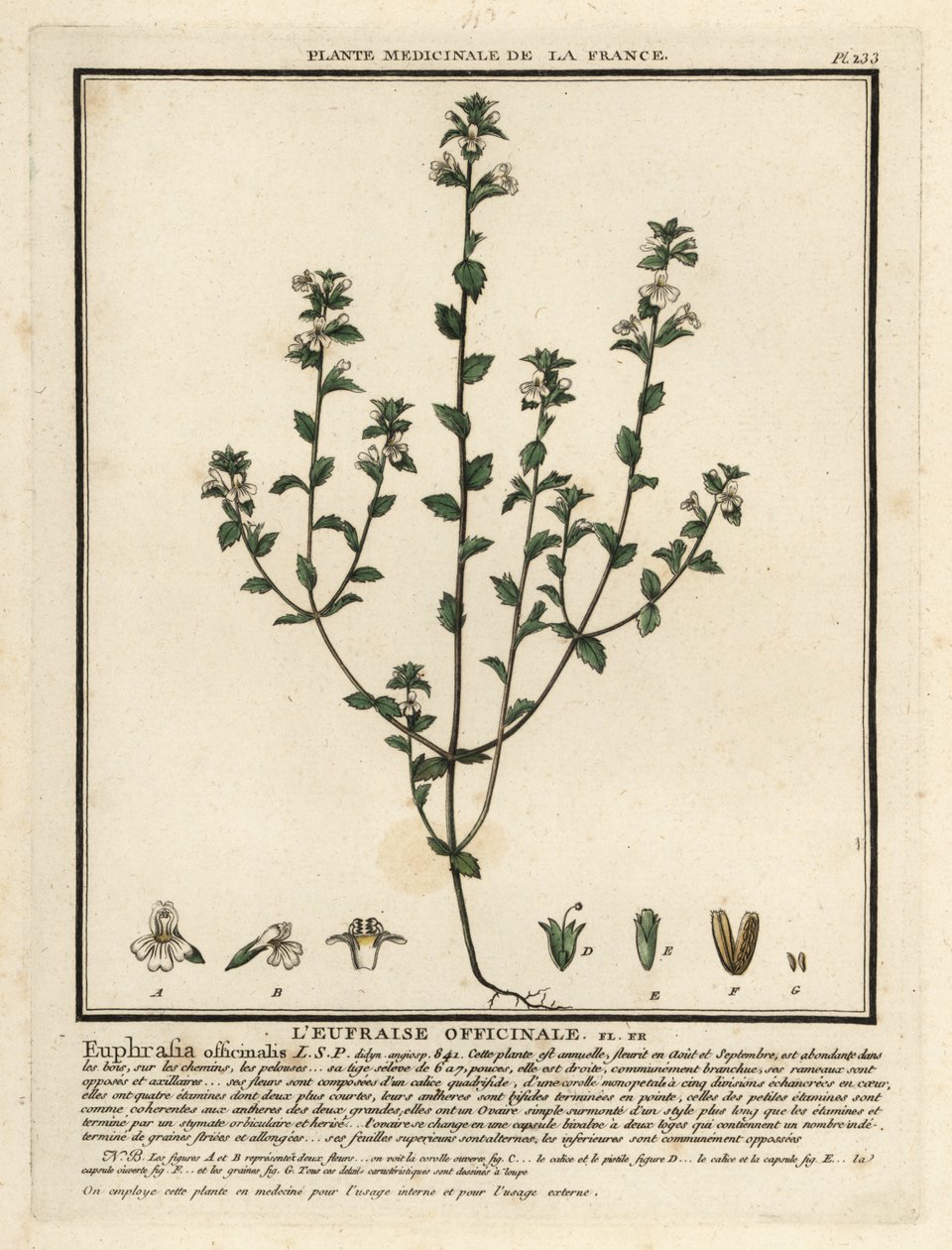 ييبرايت ، Euphrasia rostkoviana. بواسطة فنان غير معروف