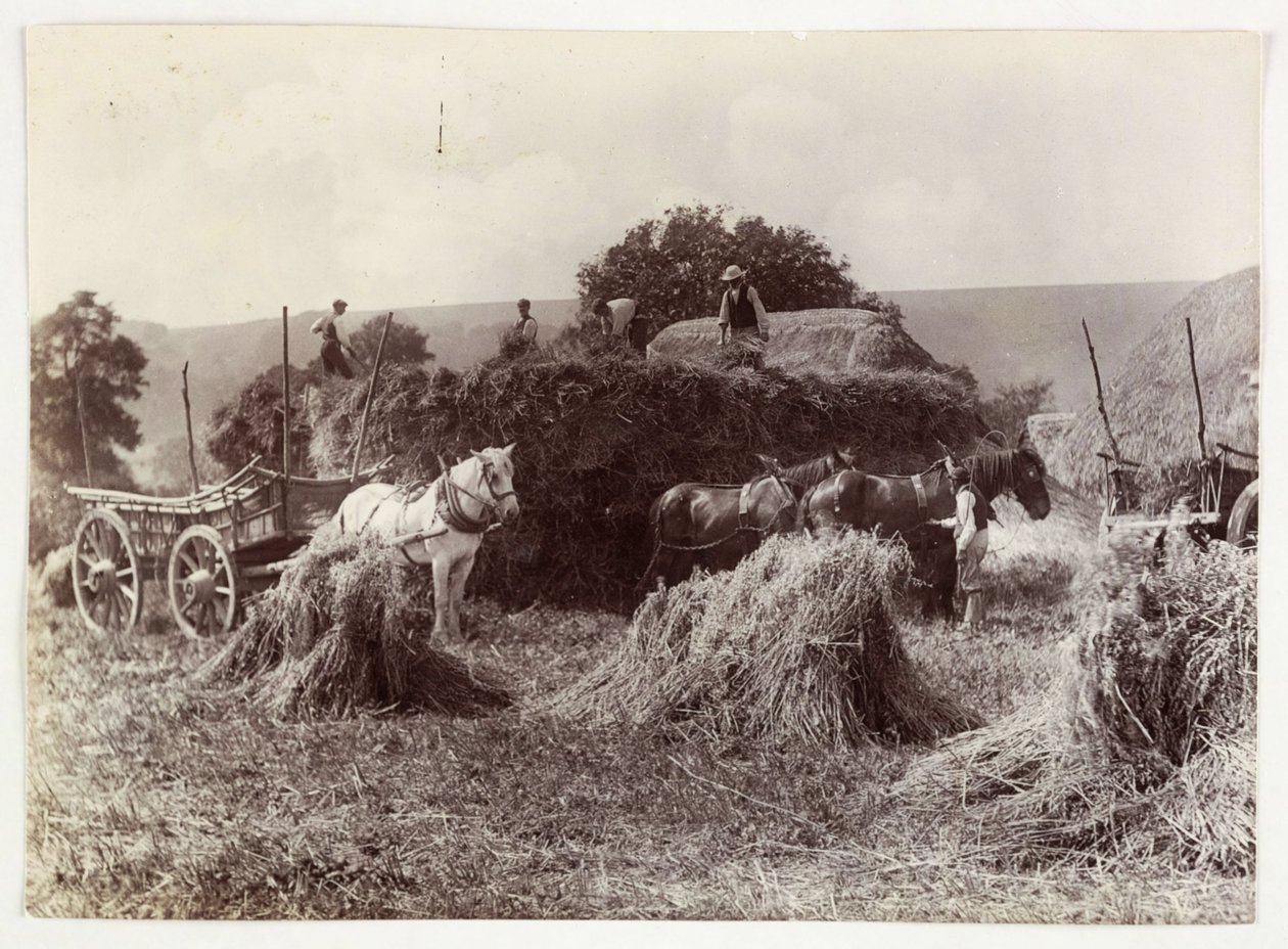 مشاهد الزراعة والحصاد والتخزين ، ما قبل عام 1900 الحصاد ، عام 1890 بواسطة غير معروف
