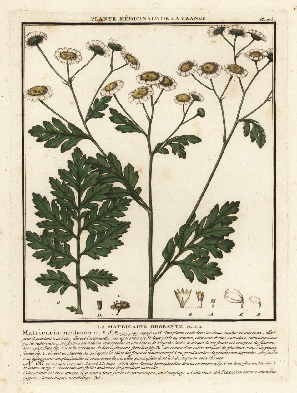 الينسون ، Tanacetum parthenium. بواسطة فنان غير معروف