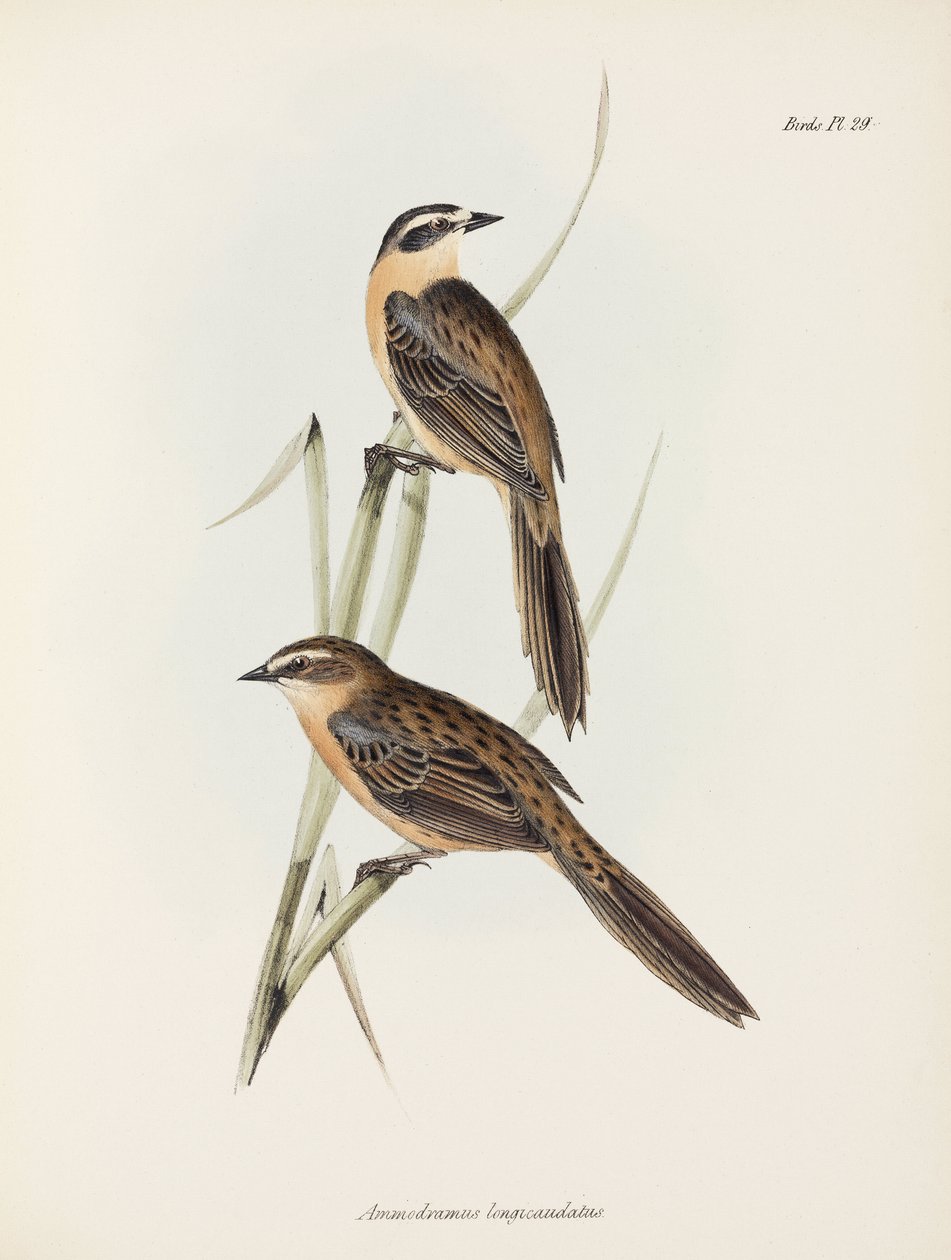 العصافير ، ج 1832-1836 بواسطة فنان غير معروف