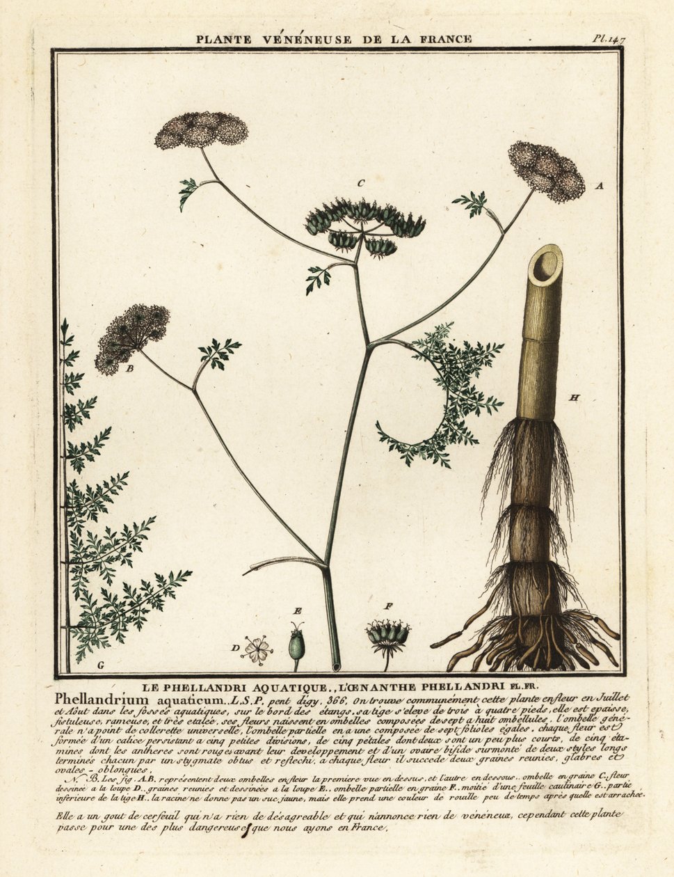 Fineleaf water dropwort ، Oenanthe aquatica. بواسطة فنان غير معروف
