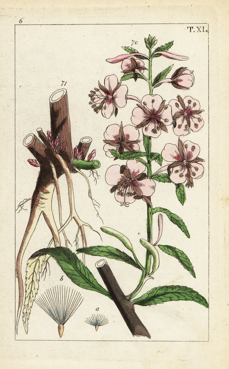 فايرويد ، Epilobium angustifolium. بواسطة فنان غير معروف