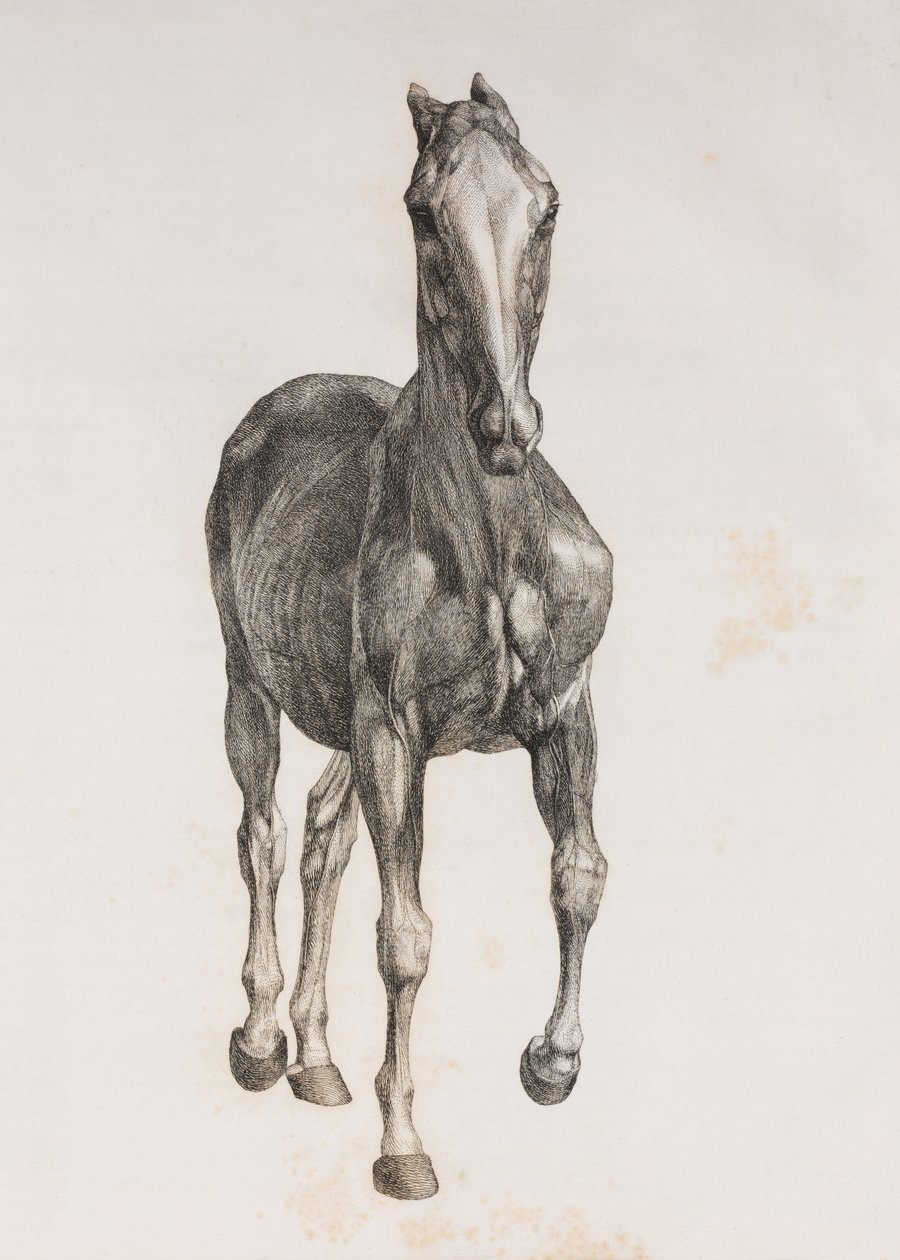 First dissected layer of a horse, front view بواسطة غير معروف