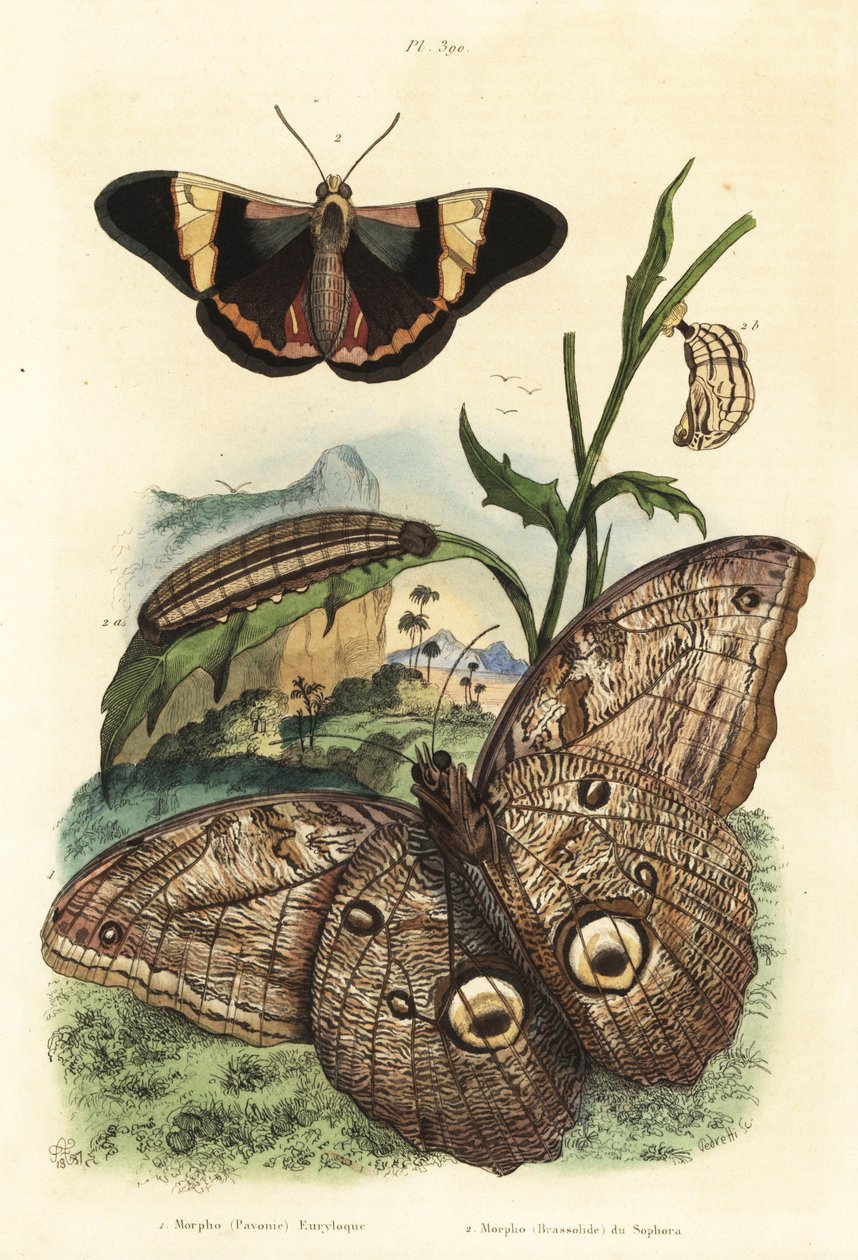 فراشة بومة عملاقة في الغابة ، Caligo eurilochus 1 و Brassolis sophorae butterfly ، pupa و caterpillar 2 بواسطة غير معروف