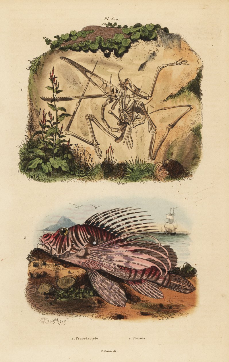 هيكل عظمي أحفوري من الزاحف المجنح المنقرض ، Pterodactylus Antiquus ، وسمك الأسد الأحمر ، Pterois volitans بواسطة غير معروف