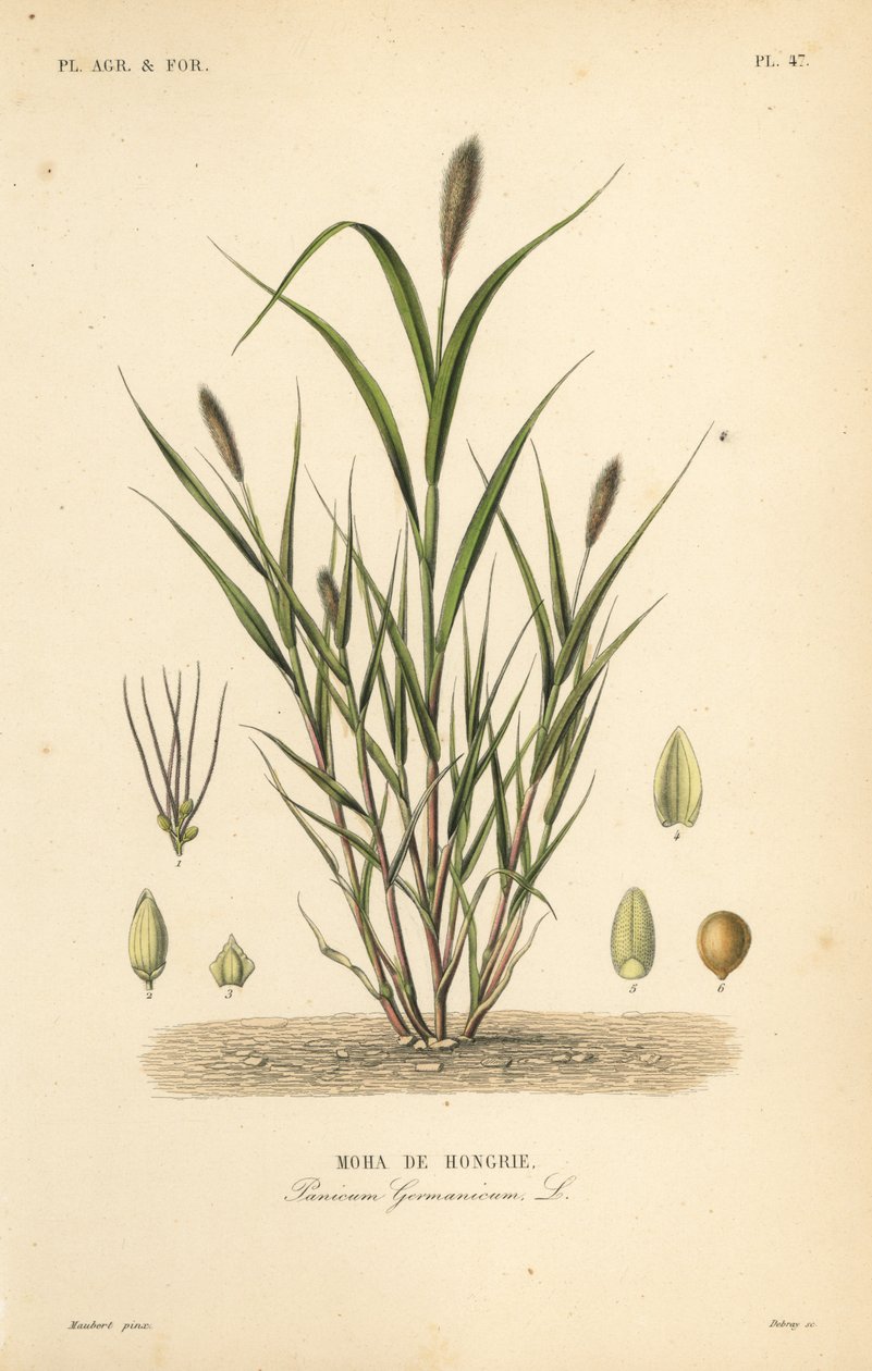 الدخن الثعلب أو الدخن الإيطالي ، Setaria italica ، Panicum germanicum ، Moha de Hongrie بواسطة غير معروف