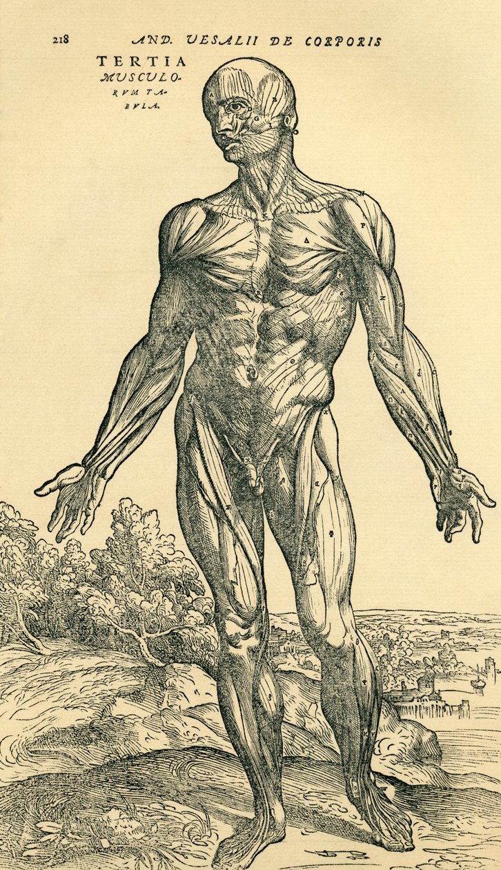Front of male human body, an anatomical study originally published in De Humani Corporis Fabrica Libri Septem (on the fabric of the human body in seven books) by Andreas Vesalius, published Basel بواسطة غير معروف