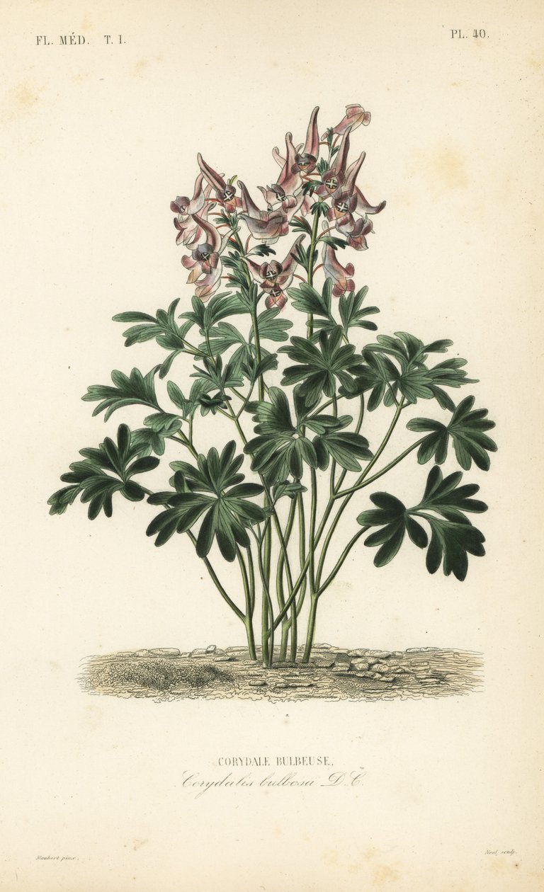 Fumewort ، Corydalis Solida ، Corydalis bulbosa ، Corydale bulbeuse بواسطة غير معروف