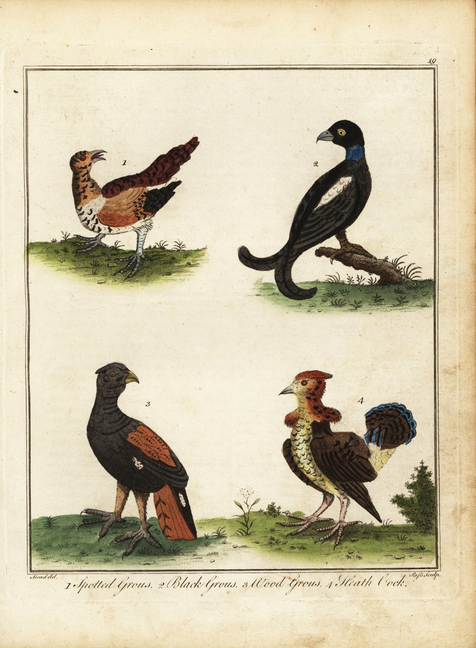 طيور اللعبة: طيهوج مرقط ، طيهوج أسود ، طيهوج خشبي ، هيث كوك 1792 (نقش) بواسطة فنان غير معروف