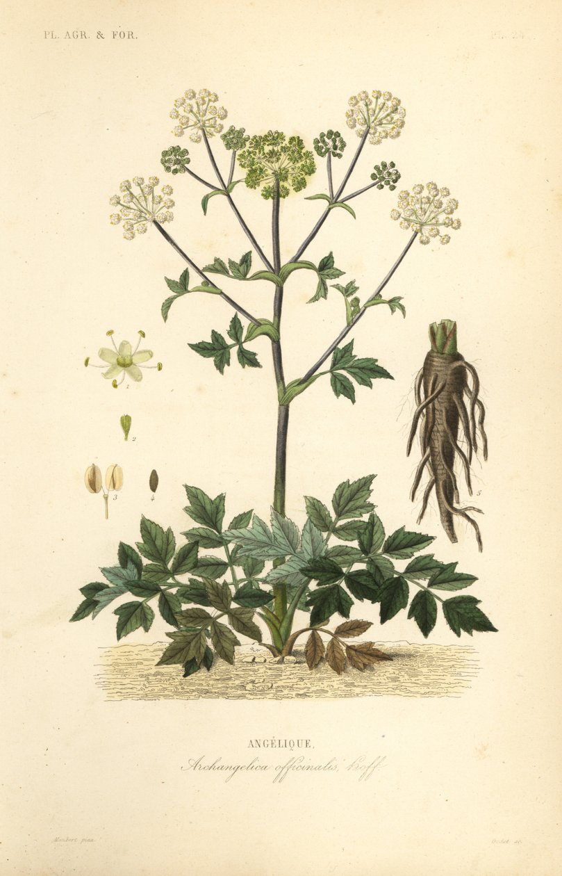 حديقة انجليكا أو الكرفس البري ، حشيشة الملاك ، Archangelica officinalis ، انجيليك بواسطة غير معروف