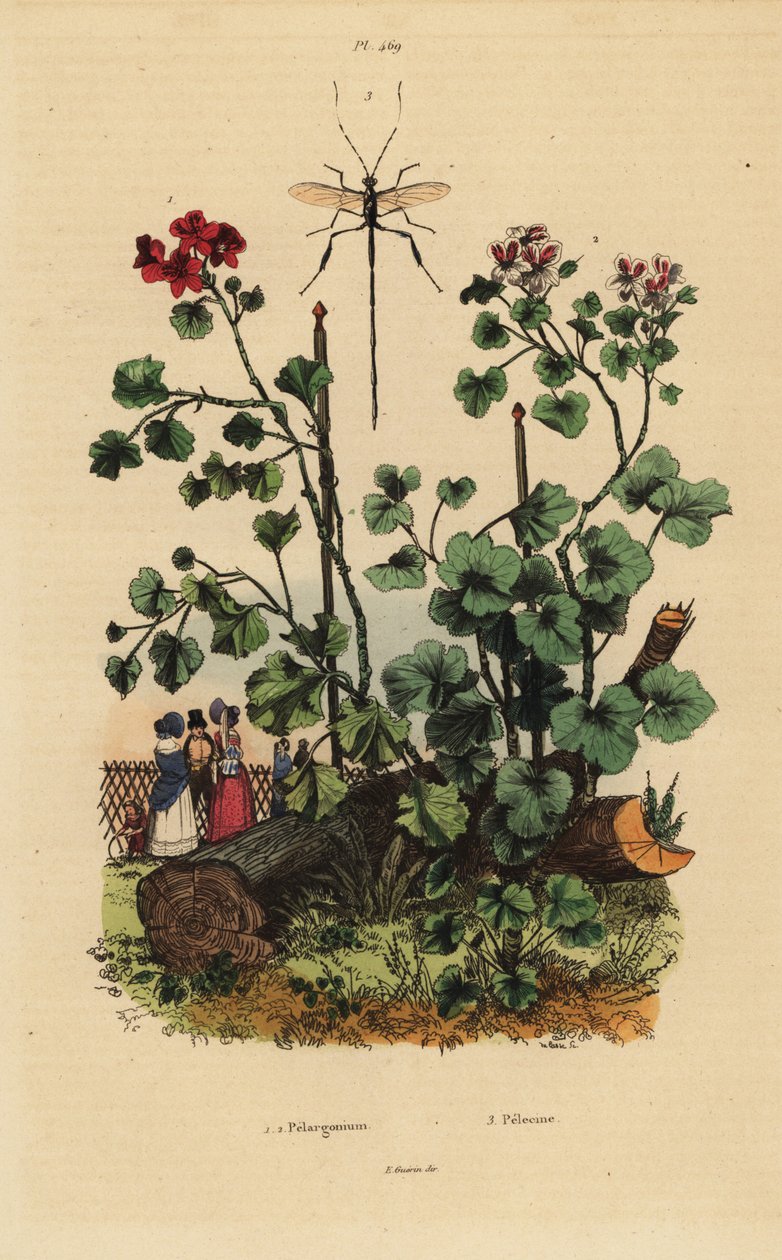 أنواع المسك ، Pelargonium daveyanum 1 و Pelargonium macranthon 2 بواسطة غير معروف
