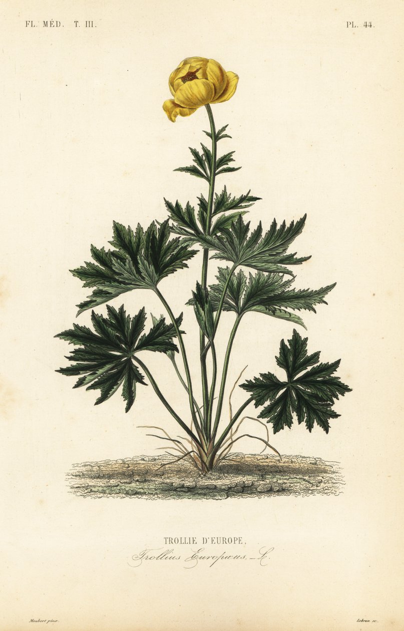 زهرة الكرة الأرضية ، Trollius europaeus ، Trollie d'europe بواسطة غير معروف