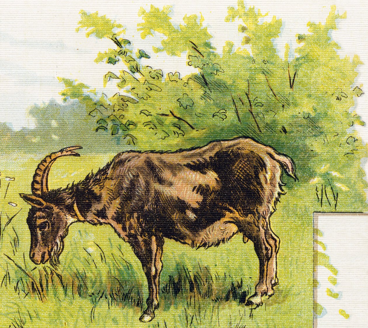 رعي الماعز العشب. نقش في "ABC L'alphabet des bebes". حجم غير قابل للكسر على القماش في الطباعة الحجرية الملونة. A. Capendu ، محرر ، باريس. أوائل القرن العشرين ، حوالي عام 1905. صور من أصل إنجليزي ، مصحوبة بكلمات بالفرنسية تتوافق مع كل حرف بواسطة غير معروف