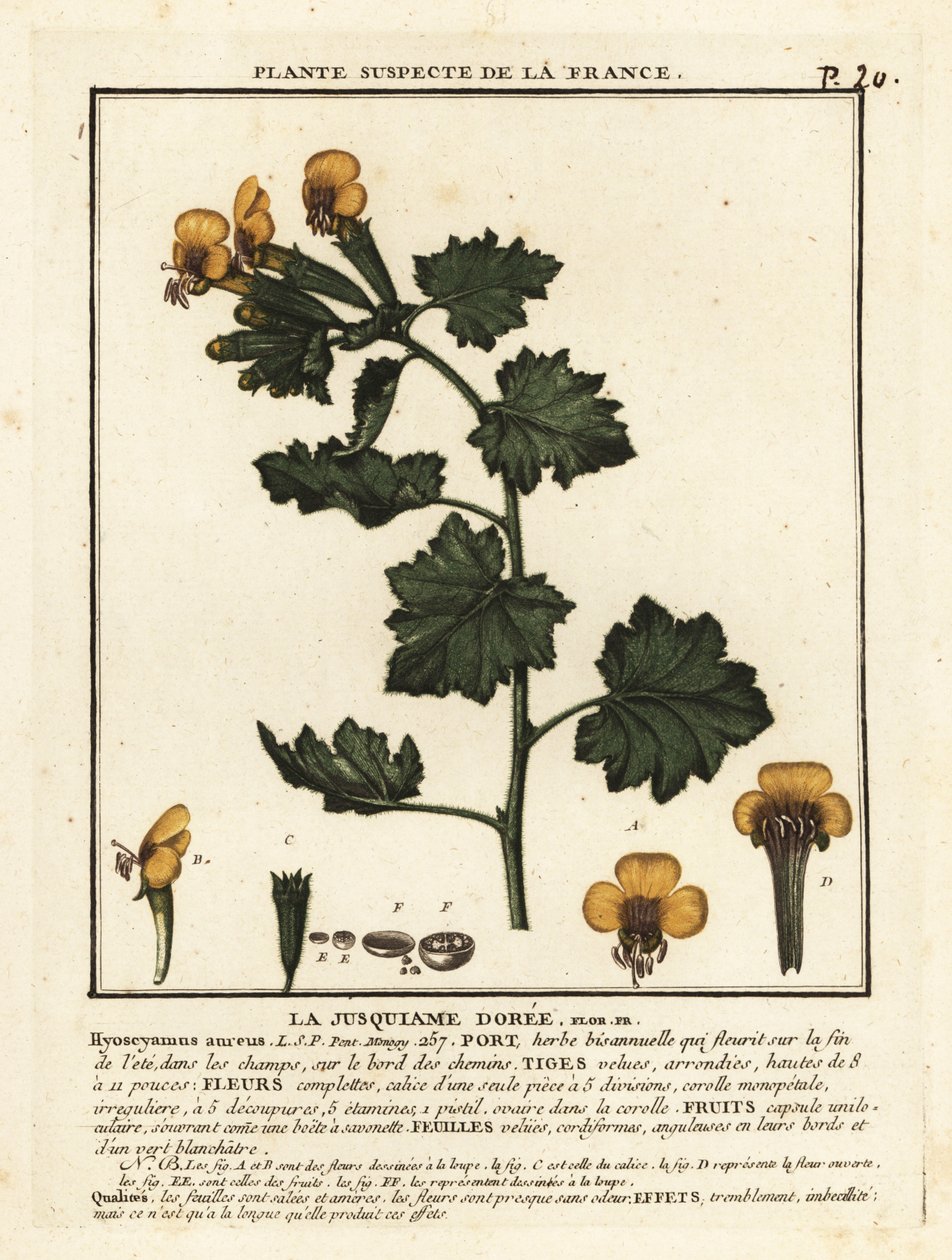 هينبان الذهبي ، Hyoscymus aureus. بواسطة فنان غير معروف