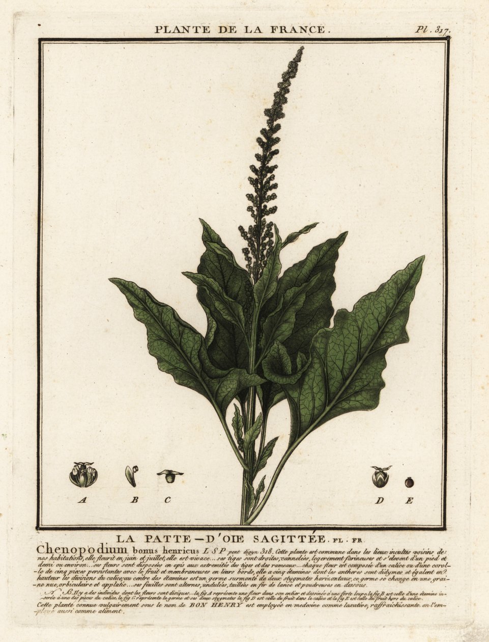 Good-King-Henry، Chenopodium bonus-henricus. بواسطة فنان غير معروف